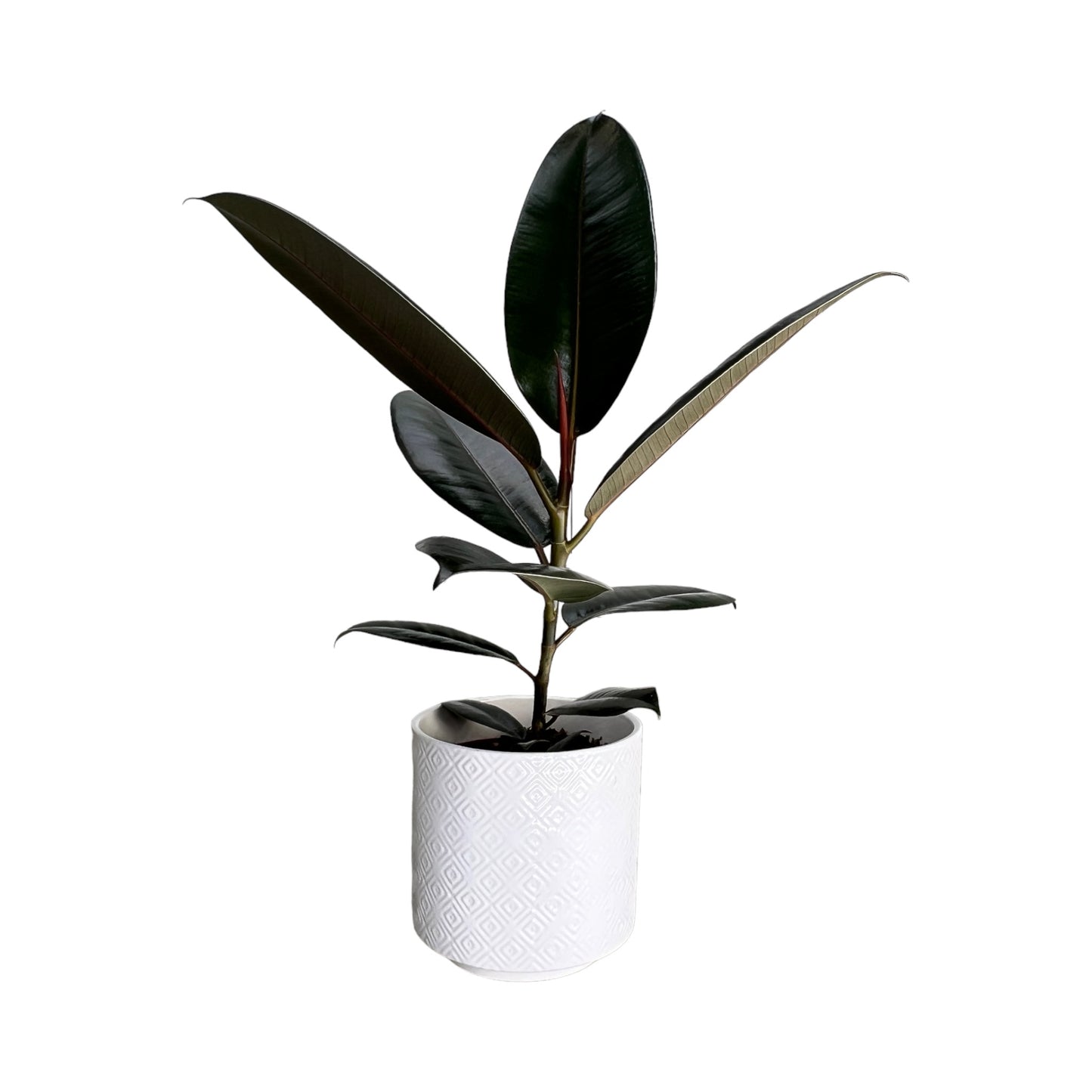 Ficus Elastica 12cm Mix in White Ceramic - Green Plant The Horti House