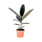 Ficus Elastica 12cm Mix - Green Plant The Horti House