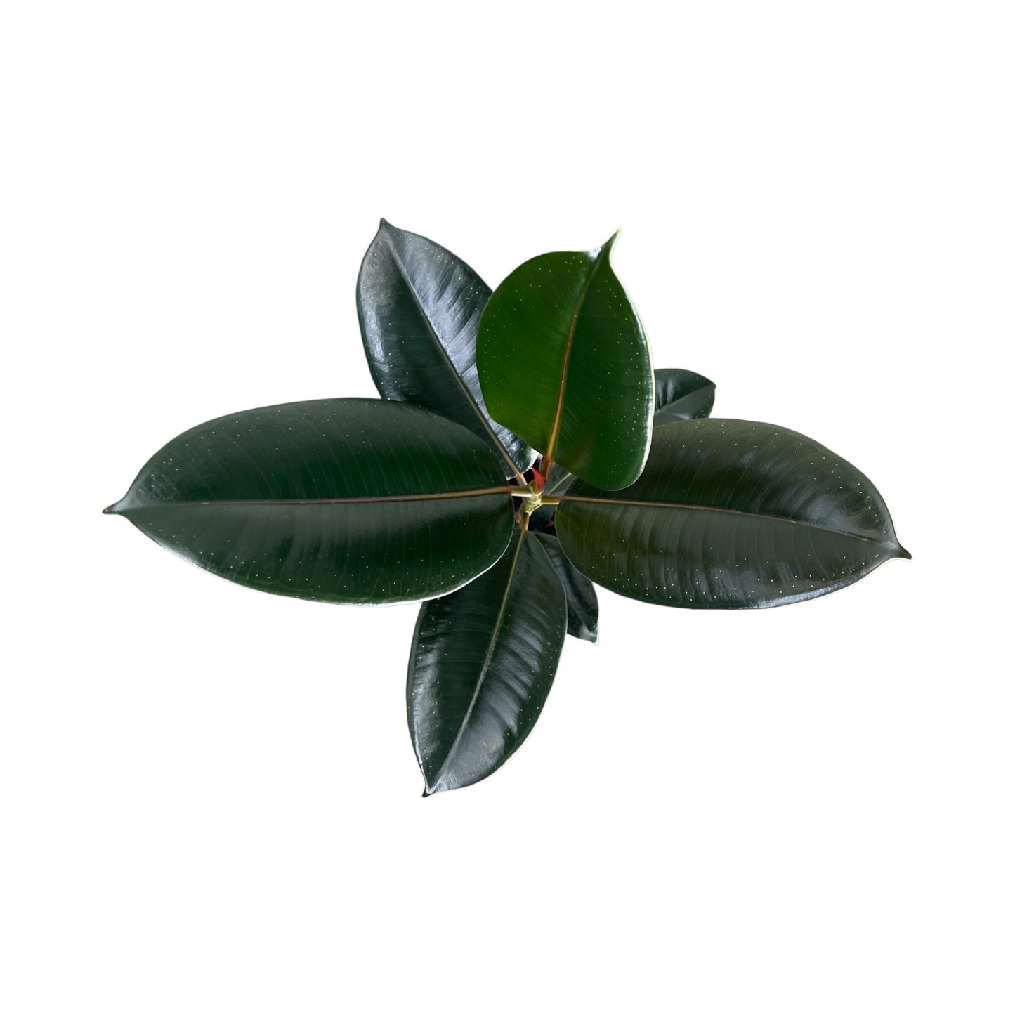 Ficus Elastica 12cm Mix - Green Plant The Horti House