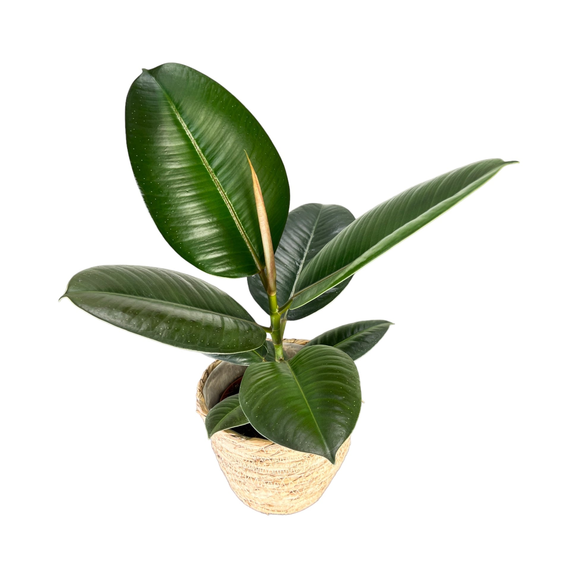 Ficus Elastica 12cm Robusta in Basket - Green Plant The Horti House