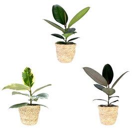 Ficus Elastica 12cm Mix in Basket - Green Plant The Horti House