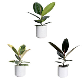 Ficus Elastica 12cm Mix in White Ceramic - Green Plant The Horti House