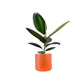 Ficus Elastica 12cm Robusta in Cambridge Ceramic