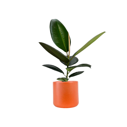 Ficus Elastica 12cm Robusta in Cambridge Ceramic