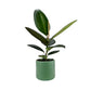 Ficus Elastica 12cm Robusta in Cambridge Ceramic