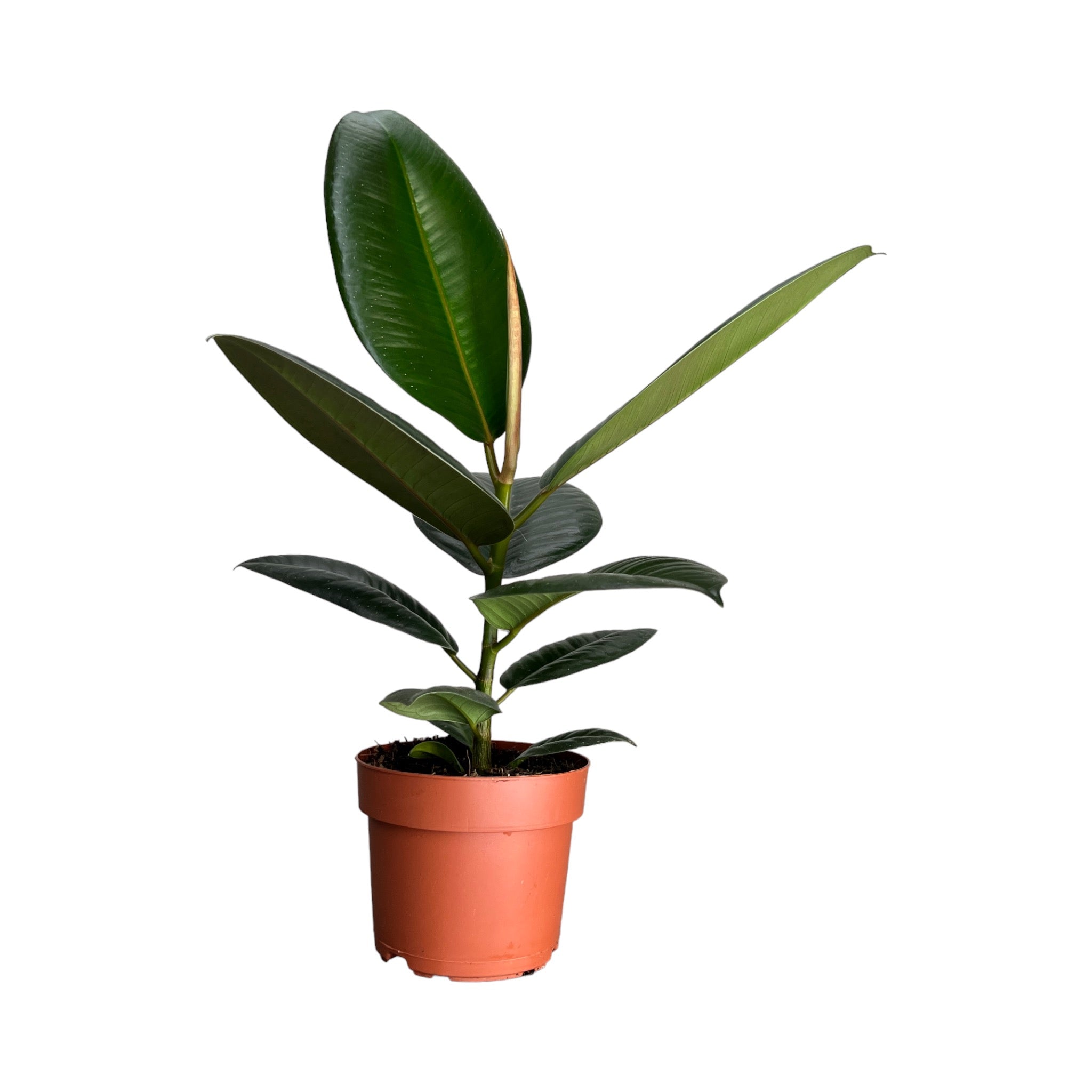 Ficus Elastica 12cm Robusta – The Horti House