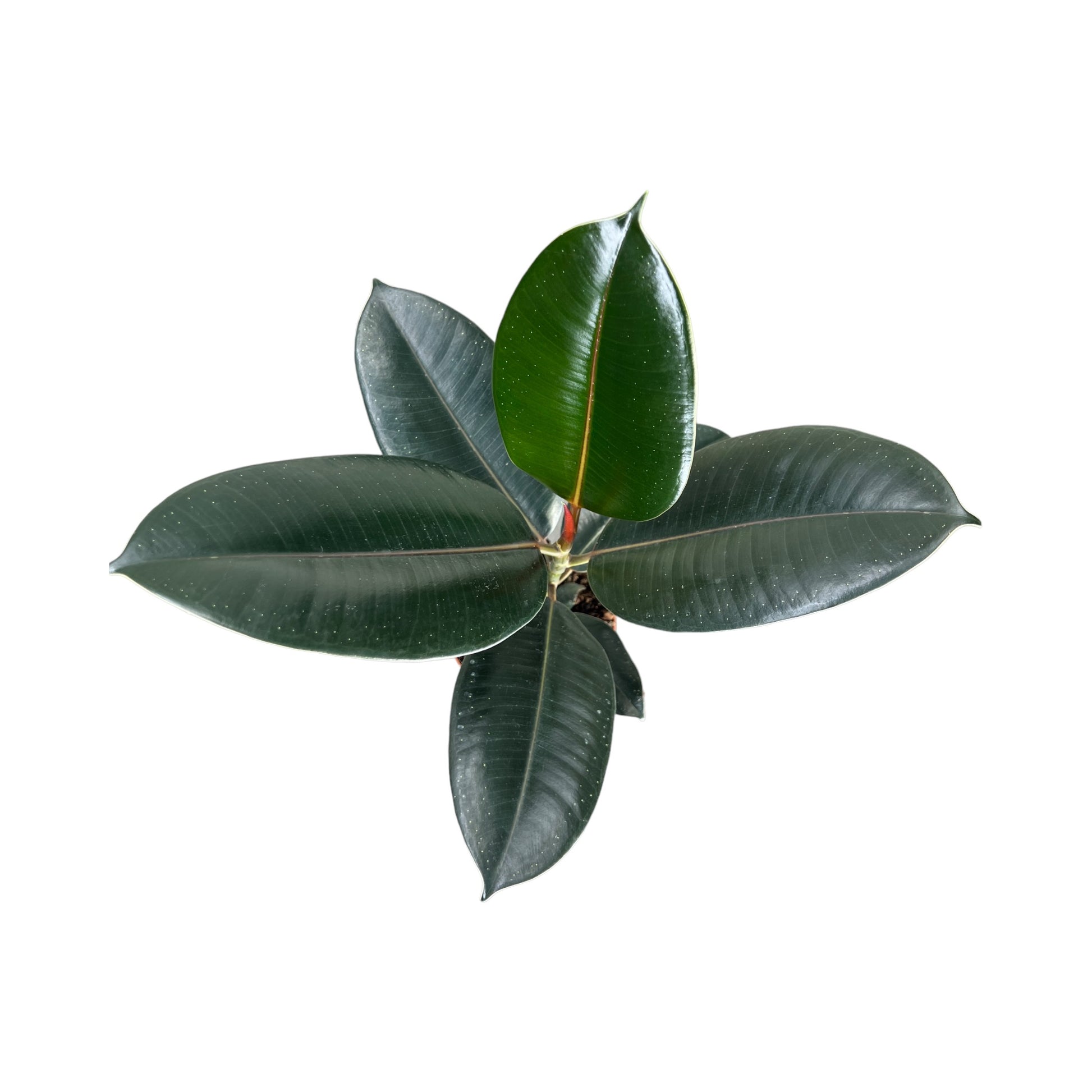 Ficus 12cm Elastica Robusta - Green Plant The Horti House