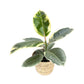 Ficus Elastica 12cm Tineke in Basket - Green Plant The Horti House