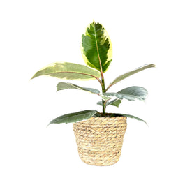 Ficus Elastica 12cm Tineke in Basket - Green Plant The Horti House