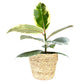 Ficus Elastica 12cm Mix in Basket - Green Plant The Horti House