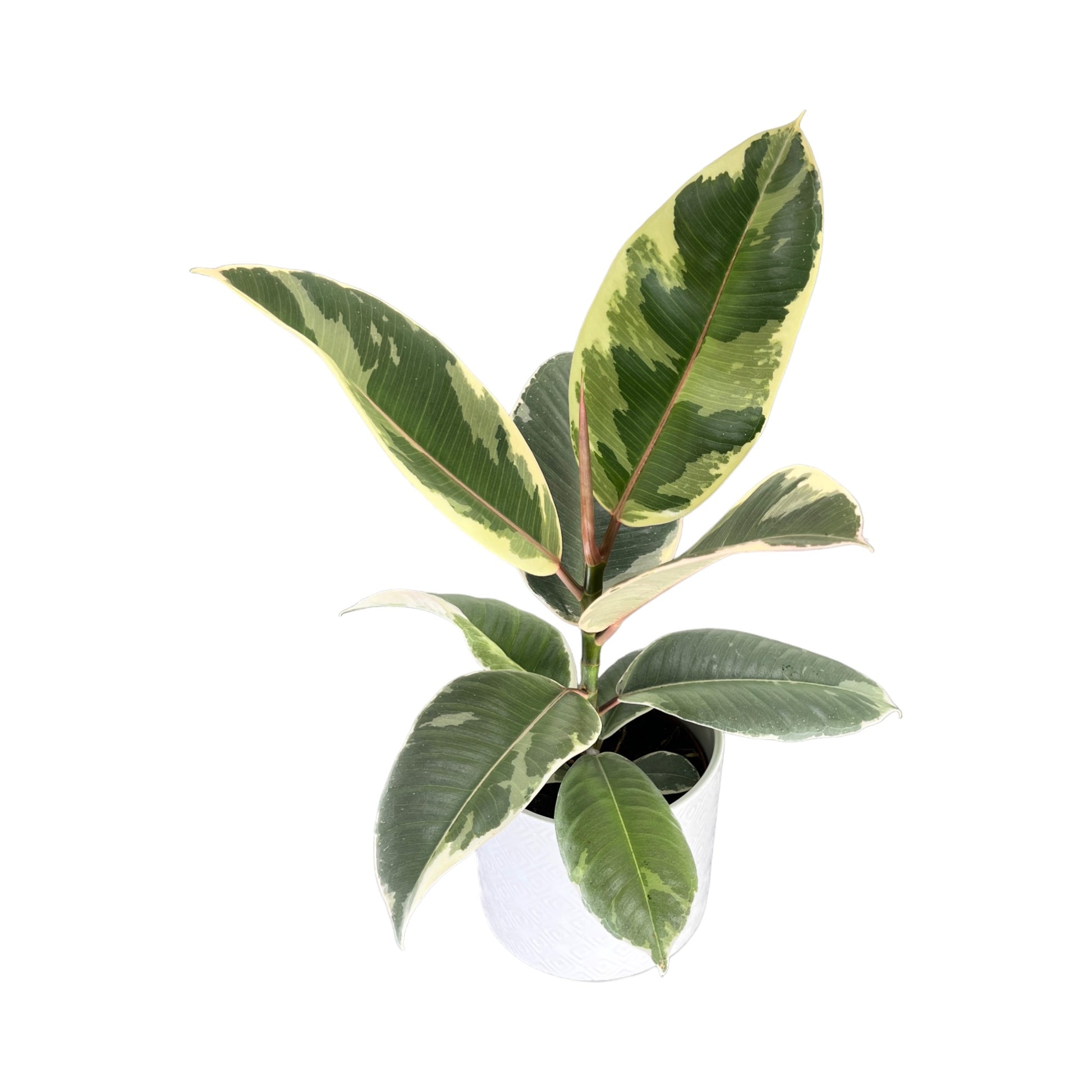 Ficus Elastica 12cm Tineke in Ceramic - Green Plant The Horti House