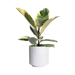 Ficus Elastica 12cm Tineke in Ceramic - Green Plant The Horti House