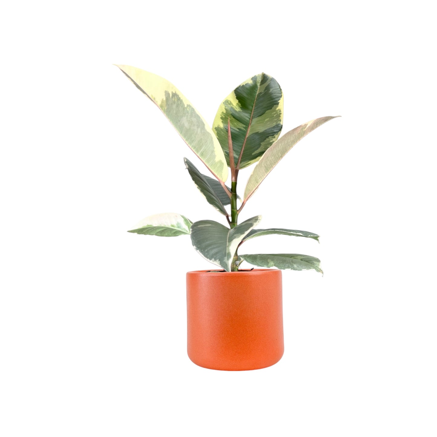 Ficus Elastica 12cm Tineke in Cambridge Ceramic