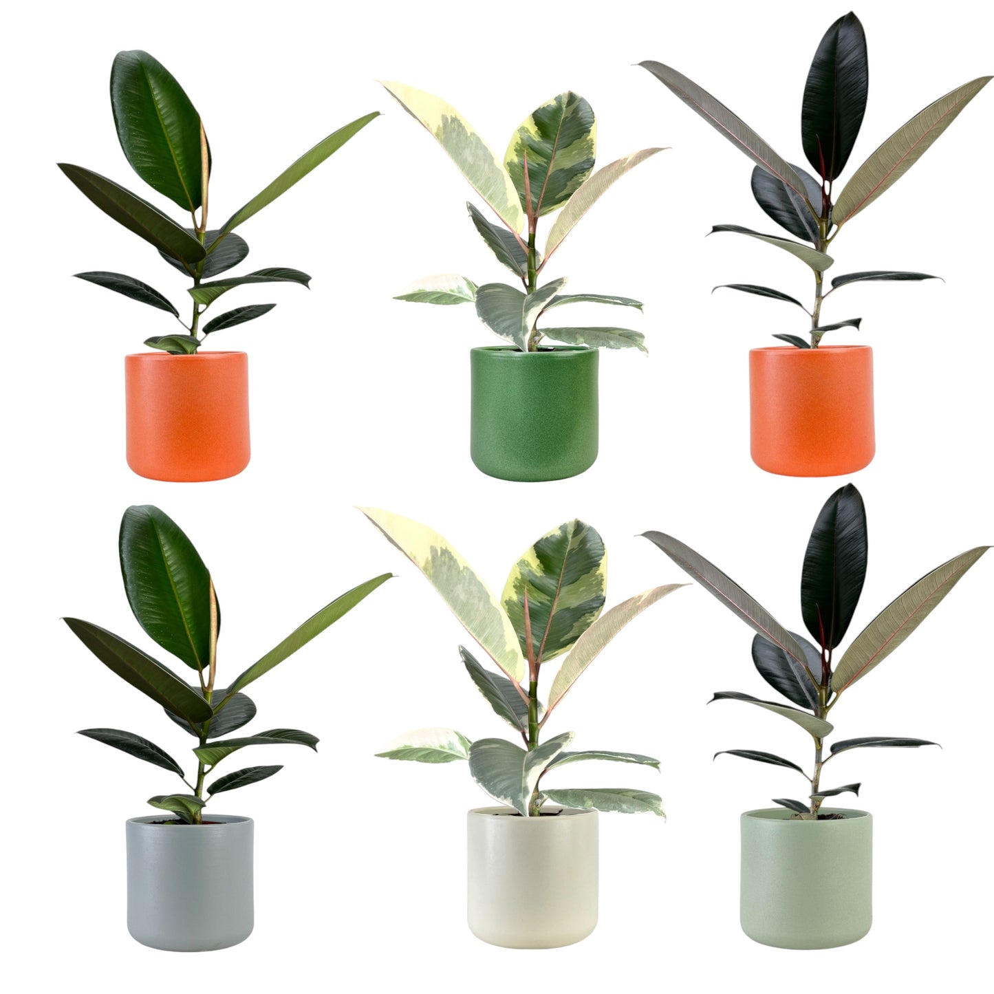 Ficus Elastica 12cm Mix in Cambridge Ceramic