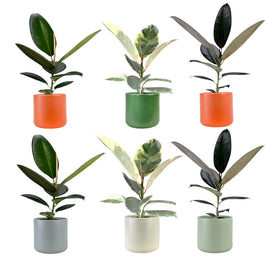 Ficus Elastica 12cm Mix in Cambridge Ceramic