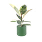 Ficus Elastica 12cm Tineke in Cambridge Ceramic