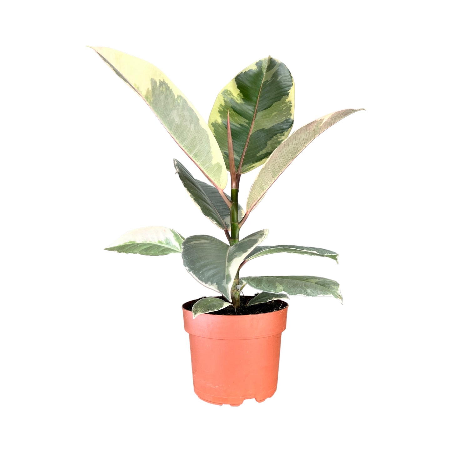 Ficus Elastica 12cm Mix - Green Plant The Horti House