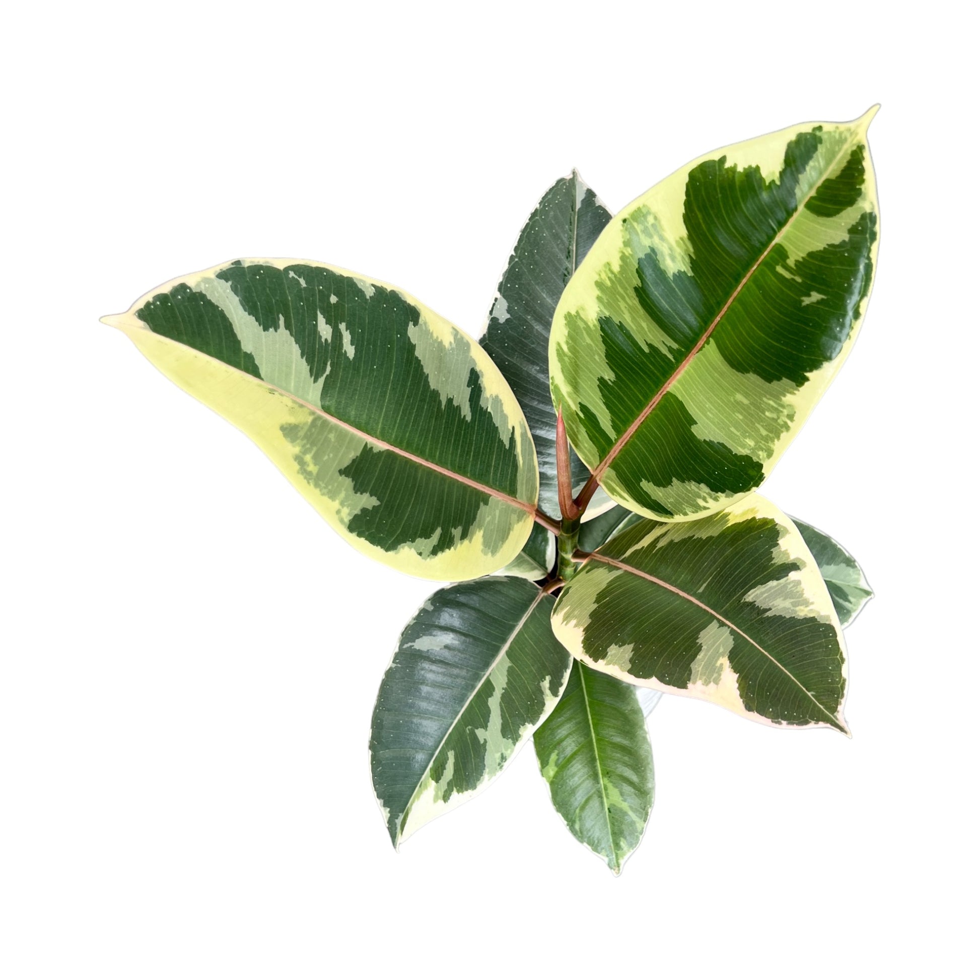 Ficus Elastica 12cm Mix - Green Plant The Horti House