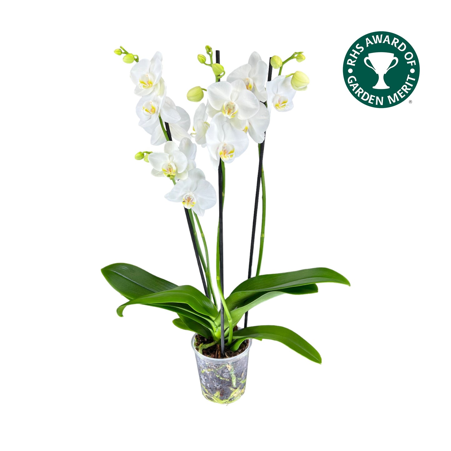 Phalaenopsis 12cm AGM Triple Stem Folkstone