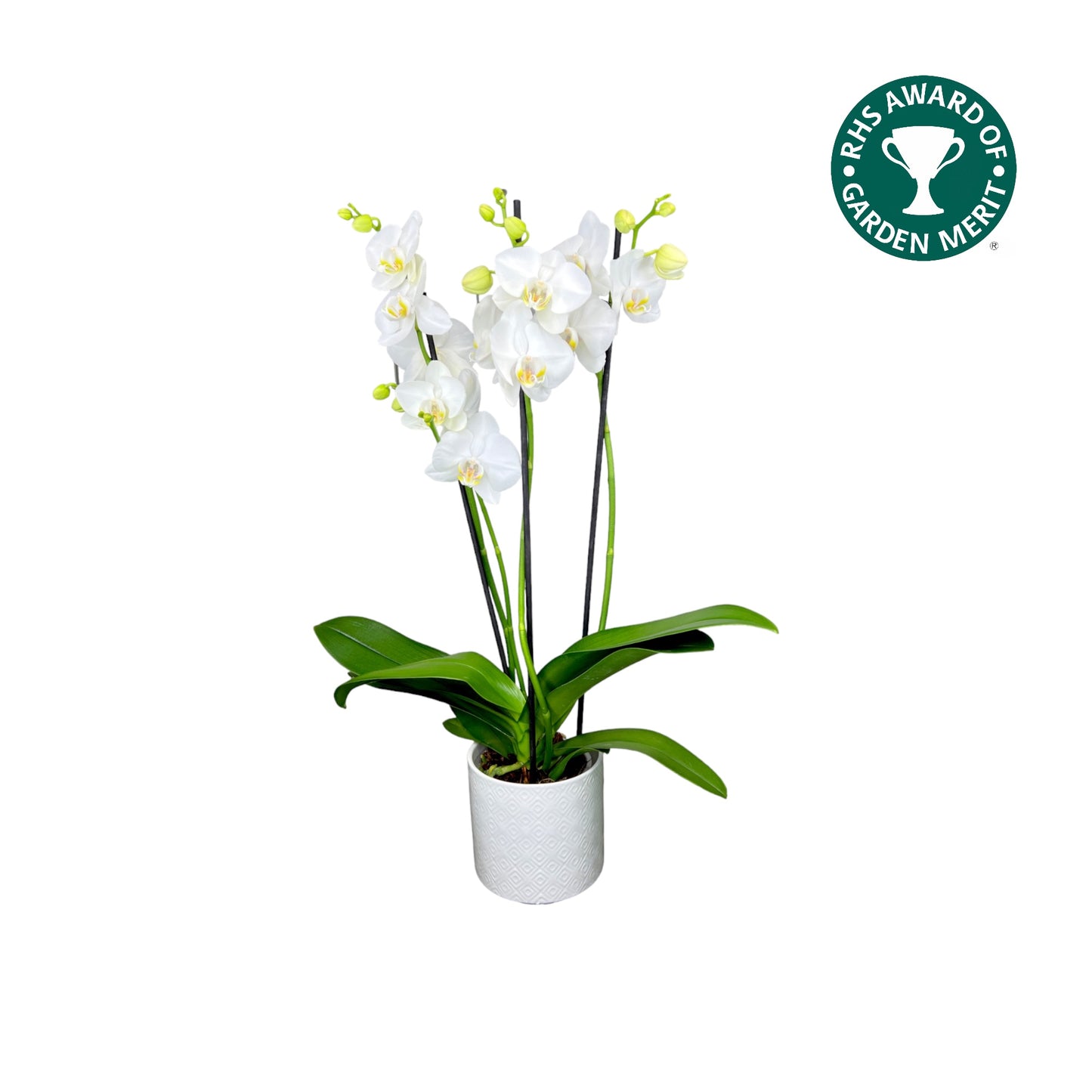 Phalaenopsis 12cm AGM Triple Stem Folkstone in Oxford Ceramic