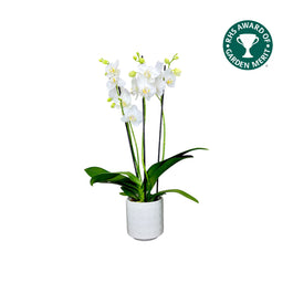 Phalaenopsis 12cm AGM Triple Stem Folkstone in Oxford Ceramic