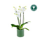 Phalaenopsis 12cm AGM Triple Stem Folkstone in Cambridge Ceramic