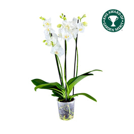 Phalaenopsis 12cm AGM Triple Stem Folkstone