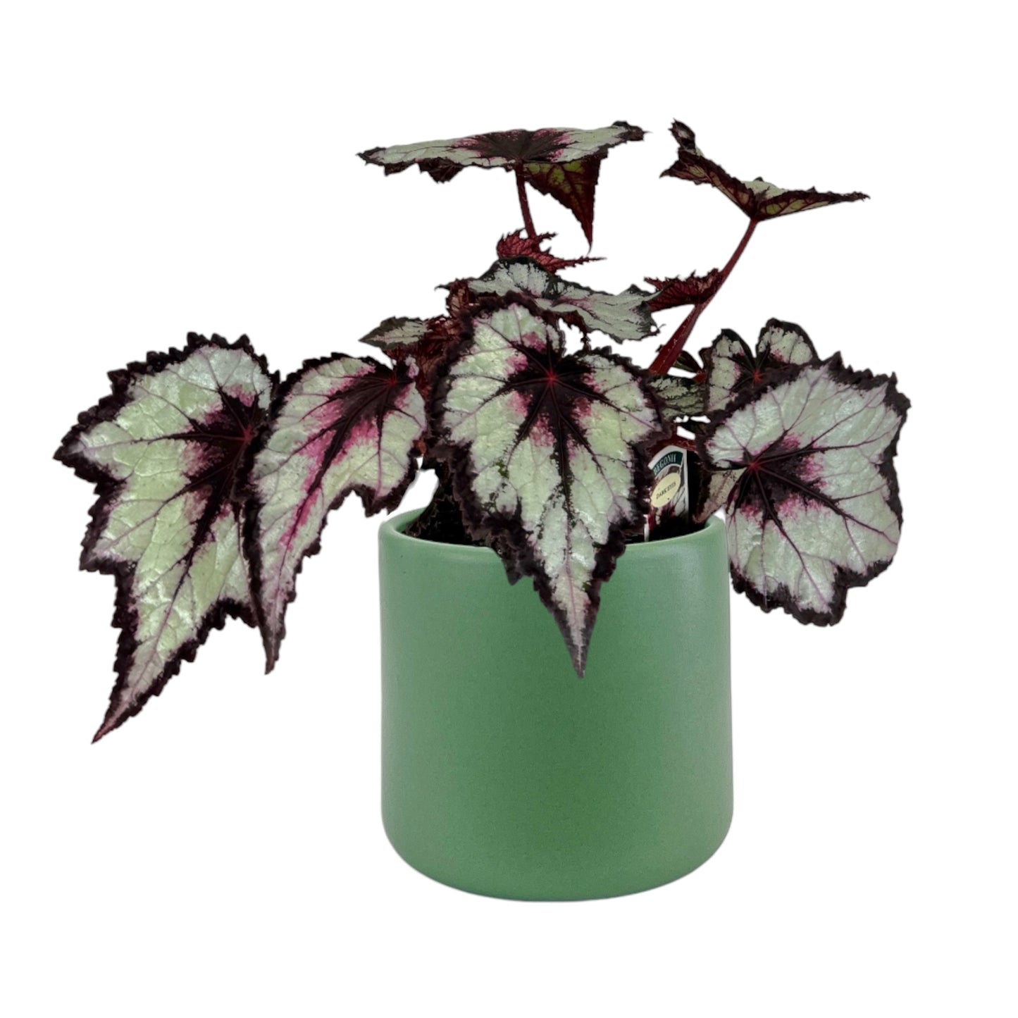 Begonia Rex 12cm in Cambridge Ceramic