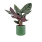 Calathea 12cm Ornata in Cambridge Ceramic