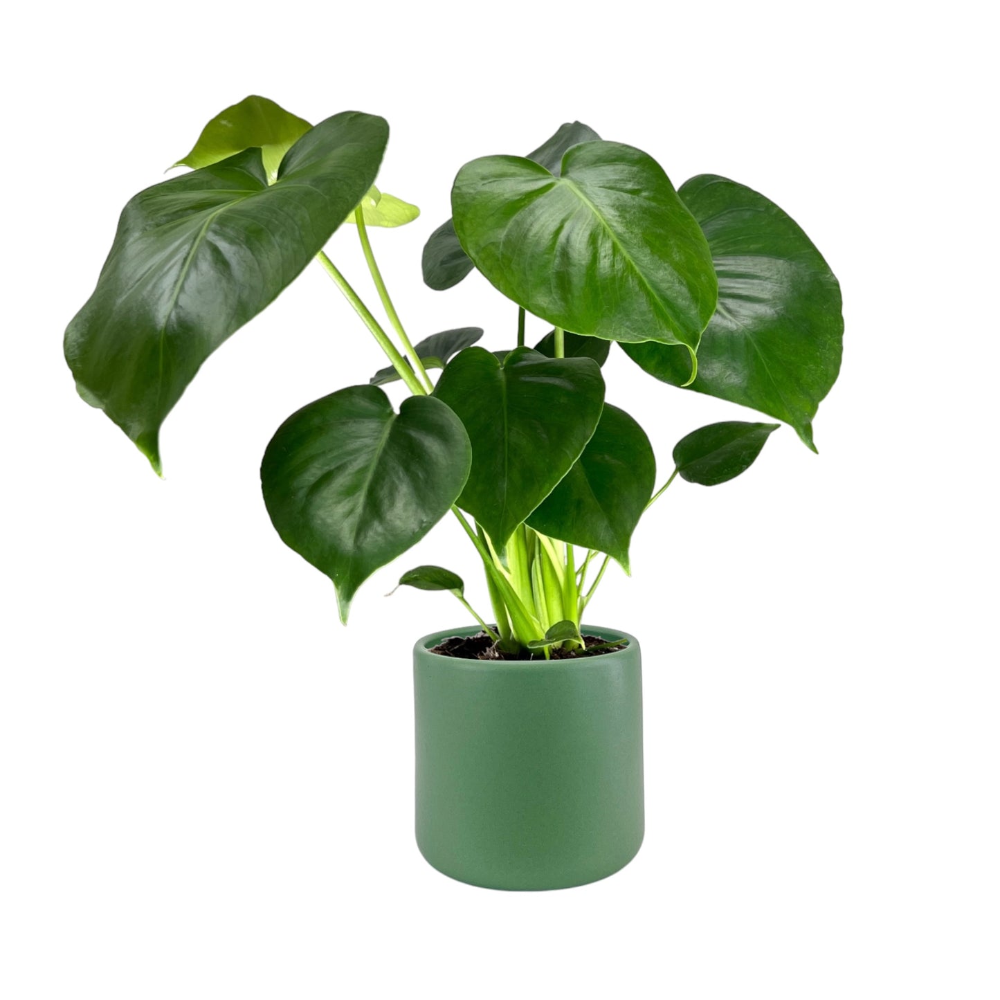 Monstera 12cm Deliciosa in Cambridge Ceramic