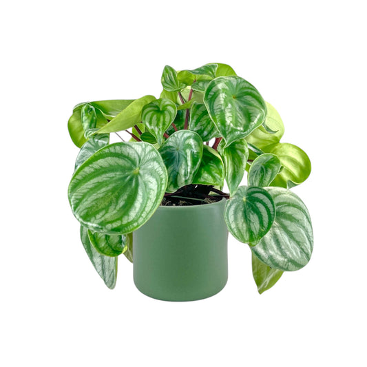 Peperomia 12cm Argyreia in Cambridge Ceramic