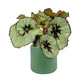 Begonia Rex 12cm in Cambridge Ceramic