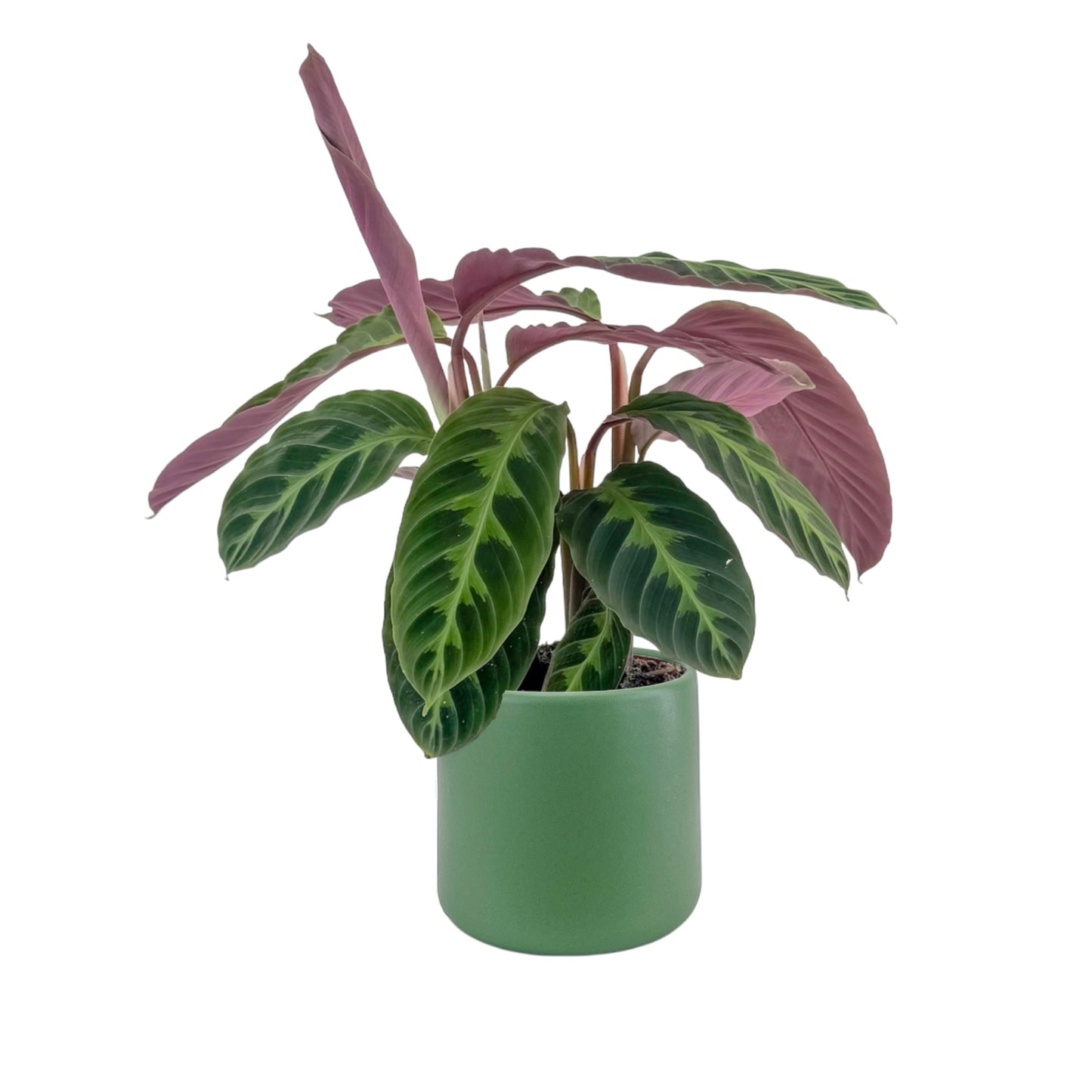 Calathea 12cm Warszewiczii in Cambridge Ceramic