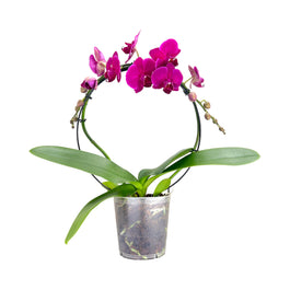 Hooped Orchid 12 cm Mixed Colour - Orchid The Horti House