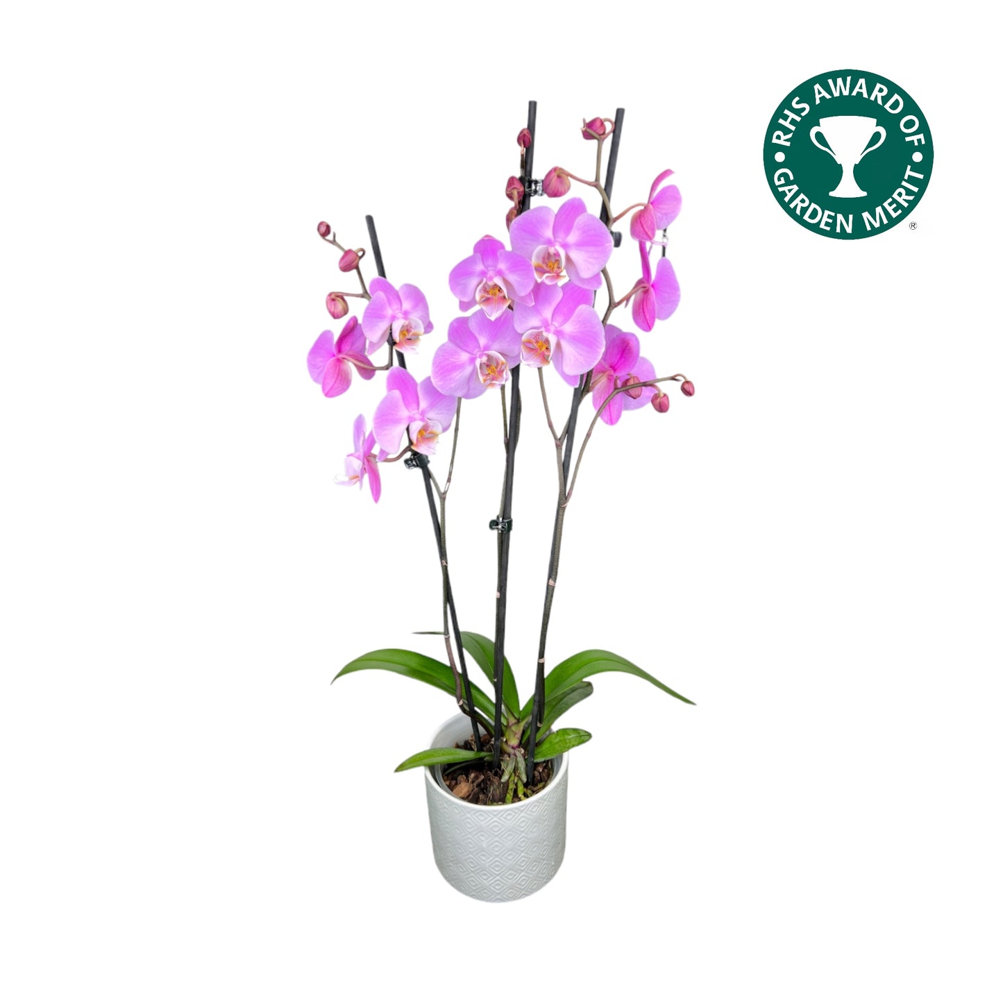 Phalaenopsis 12cm AGM Triple Stem Milwaukee in Oxford Ceramic