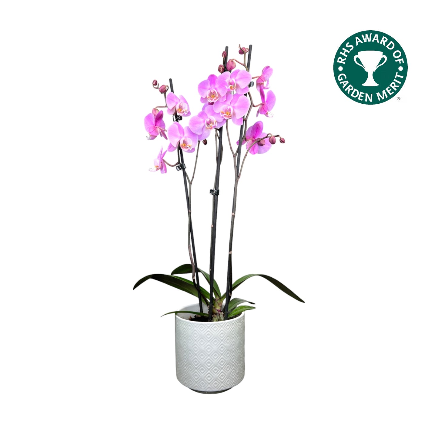 Phalaenopsis 12cm AGM Triple Stem Milwaukee in Oxford Ceramic