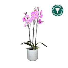 Phalaenopsis 12cm AGM Triple Stem Milwaukee in Oxford Ceramic