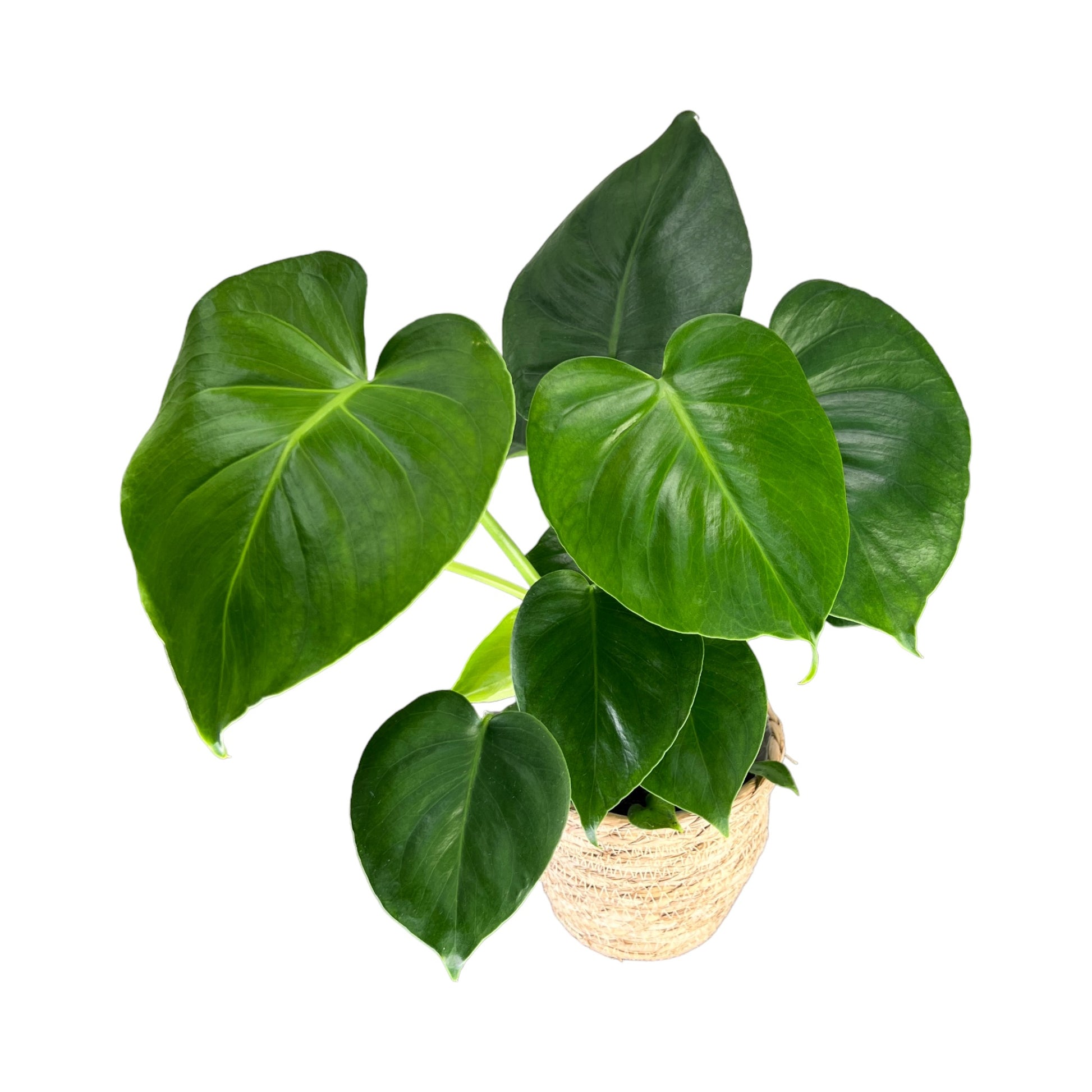 Monstera 12cm Deliciosa in Basket - Green Plant The Horti House