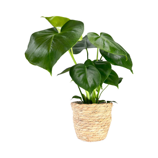 Monstera 12cm Deliciosa in Basket - Green Plant The Horti House