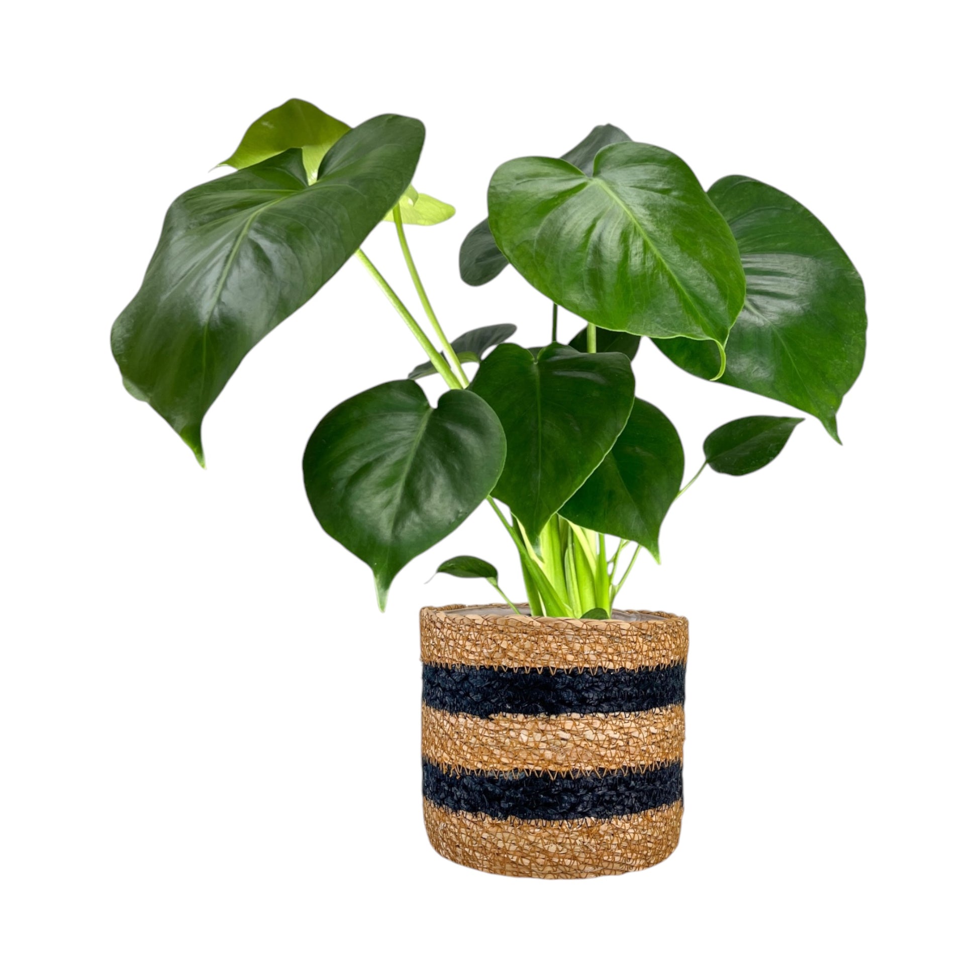 Monstera 12cm Deliciosa in Basket - Green Plant The Horti House