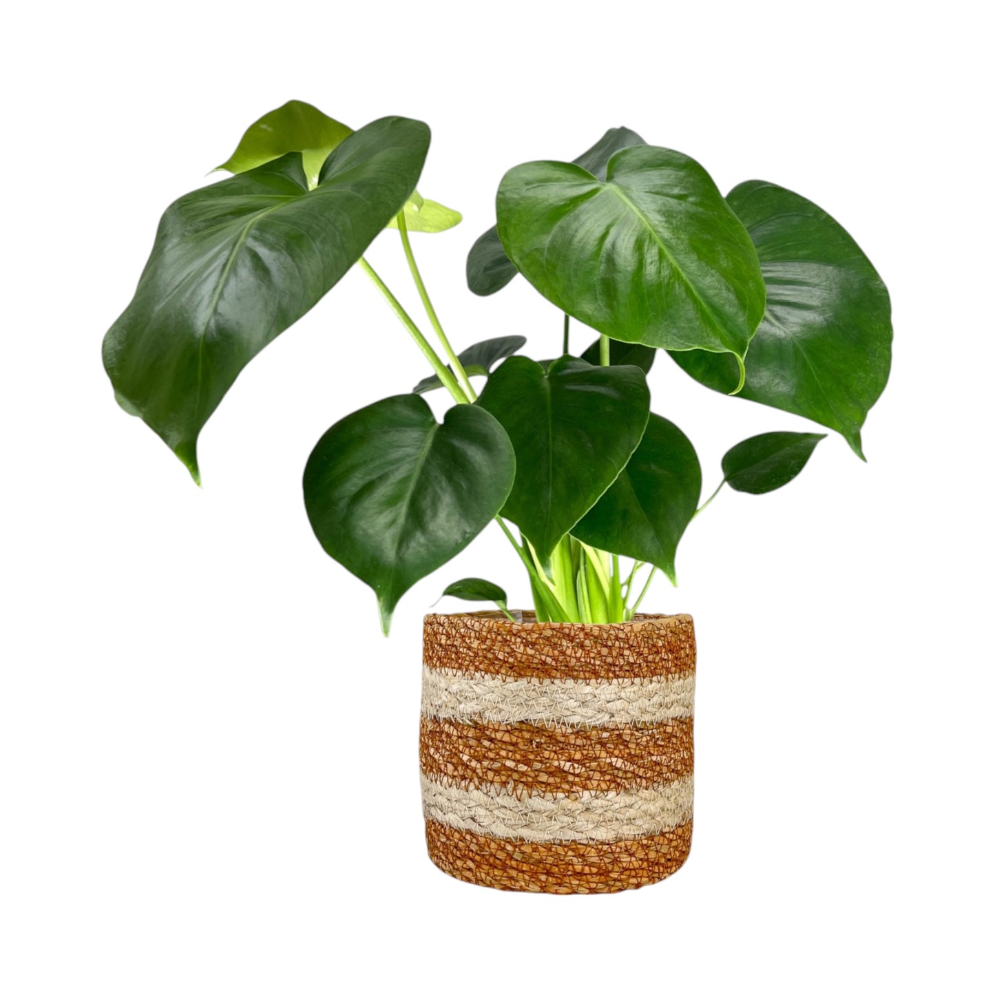 Monstera 12cm Deliciosa in Basket - Green Plant The Horti House