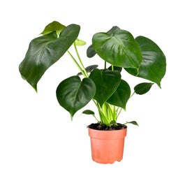 Monstera 12cm Deliciosa - Green Plant The Horti House