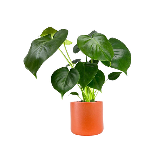 Monstera 12cm Deliciosa in Cambridge Ceramic