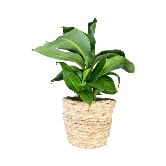 Musa 12cm Oriental Dwarf in Basket - Green Plant The Horti House