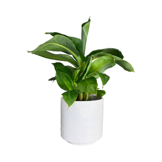 Musa 12cm Oriental Dwarf in Ceramic - Green Plant The Horti House