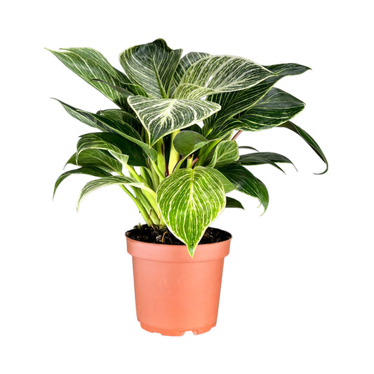 Philodendron 12cm Zebra - Green Plant The Horti House