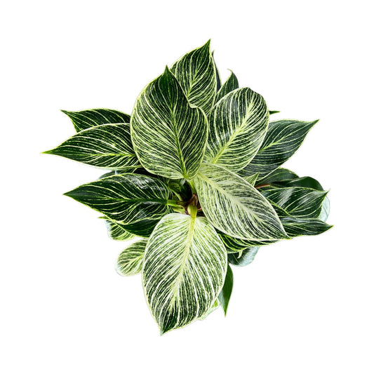 Philodendron 12cm Zebra in Ceramic - Green Plant The Horti House