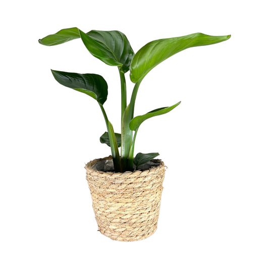 Strelitzia 12cm Nicolai in Basket - Green Plant The Horti House