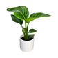 Strelitzia 12cm Nicolai in Ceramic - Green Plant The Horti House