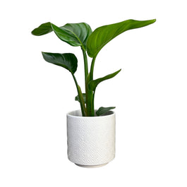 Strelitzia 12cm Nicolai in Ceramic - Green Plant The Horti House